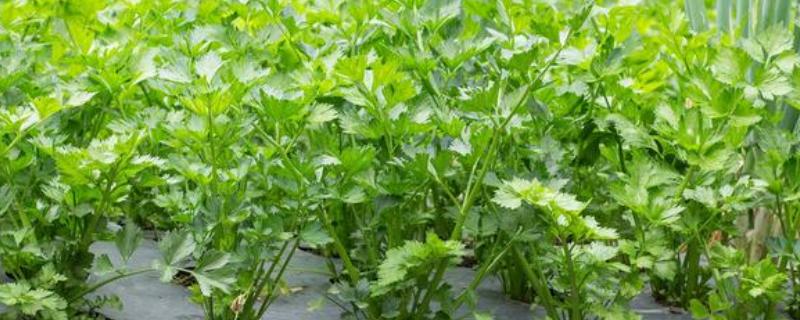 芹菜的施肥技术要点，磷肥全部作基肥