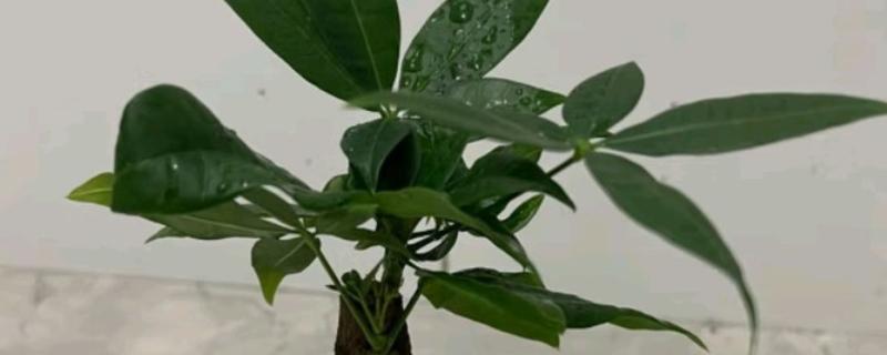 发财树盆栽的养殖方法，适合的生长温度在15-30℃