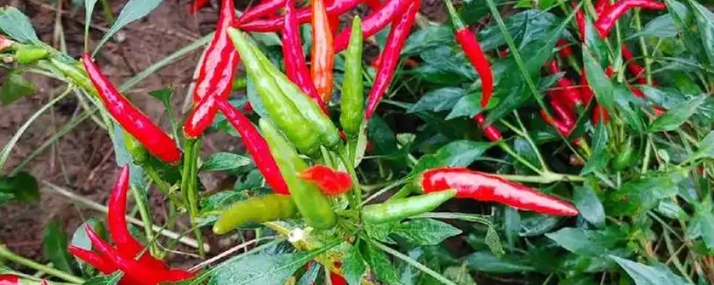 辣椒淹了耷拉叶子了还能活吗，合理养护还能活