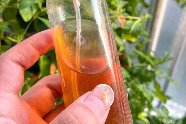 怎么制作辣椒水杀虫剂，将干辣椒煮沸再添加酒精浸泡即可