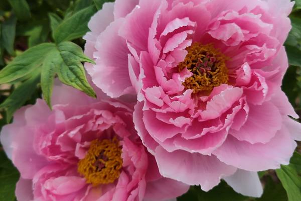 牡丹有哪些美称，又叫富贵花、木芍药等