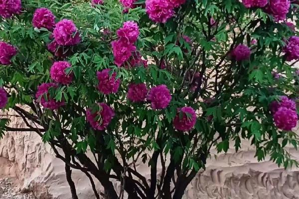 牡丹有哪些美称，又叫富贵花、木芍药等