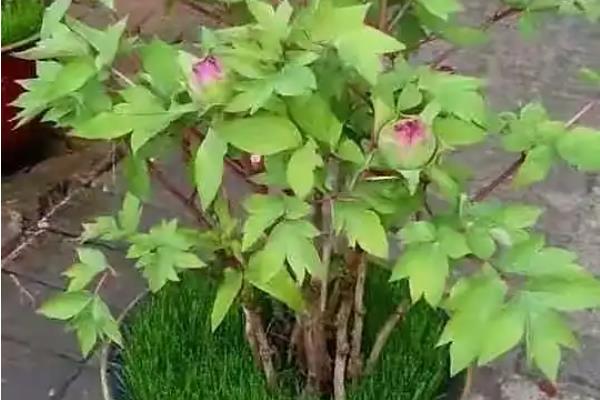 牡丹有哪些美称，又叫富贵花、木芍药等