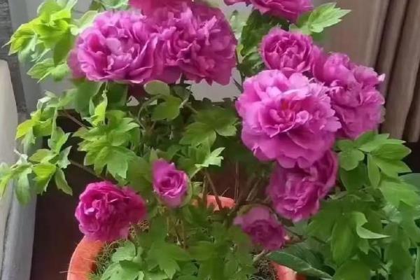 牡丹有哪些美称，又叫富贵花、木芍药等