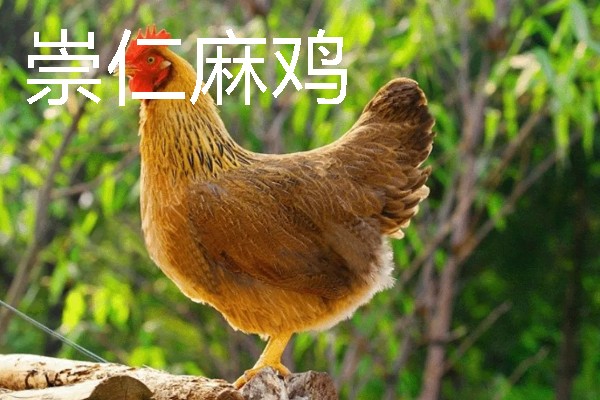 麻鸡跟普通鸡的区别，外观、价格、产地等方面均不同