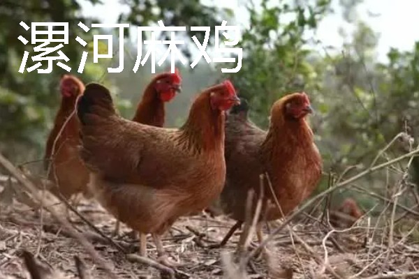 麻鸡跟普通鸡的区别，外观、价格、产地等方面均不同