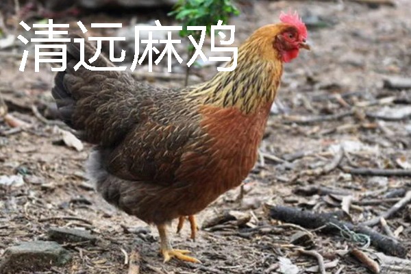 麻鸡跟普通鸡的区别，外观、价格、产地等方面均不同