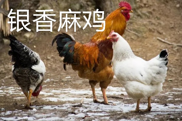 麻鸡跟普通鸡的区别，外观、价格、产地等方面均不同