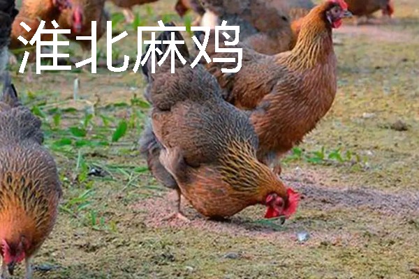 麻鸡跟普通鸡的区别，外观、价格、产地等方面均不同