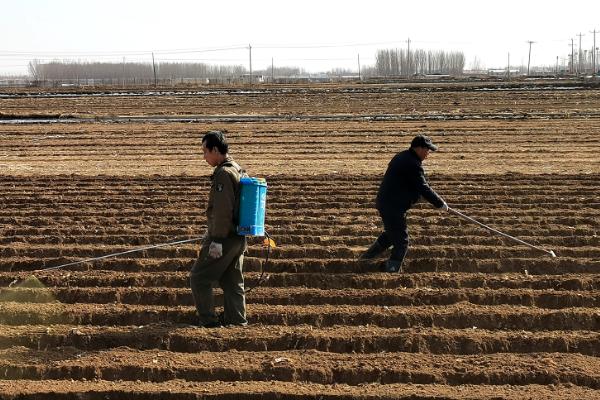 油菜白粉病怎么防治，生长期防止氮肥过多