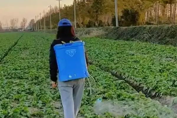 油菜白粉病怎么防治，生长期防止氮肥过多