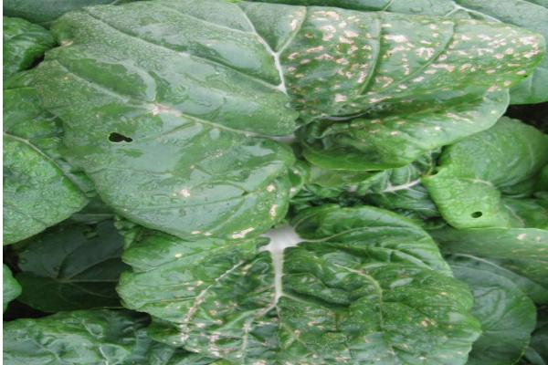 油菜白粉病怎么防治，生长期防止氮肥过多