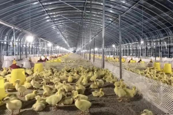 大棚养鹅的技术，育雏室最好搭建棚中棚