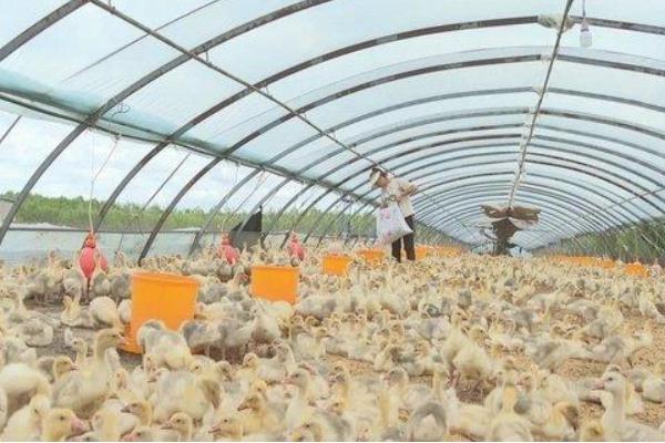 大棚养鹅的技术，育雏室最好搭建棚中棚