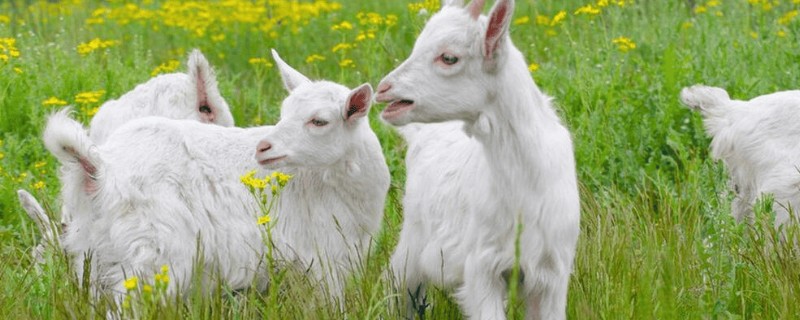 山羊一年产几胎，繁殖数量与体质有关