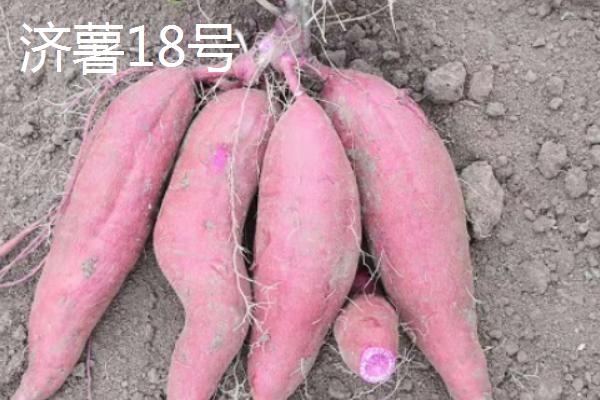 红薯的品种有哪些，常见的有济薯18号、广薯135等