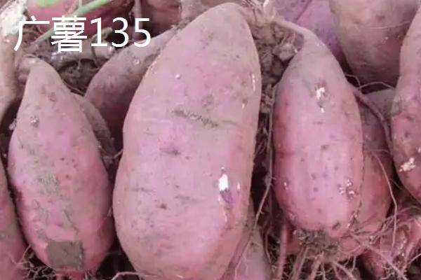 红薯的品种有哪些，常见的有济薯18号、广薯135等