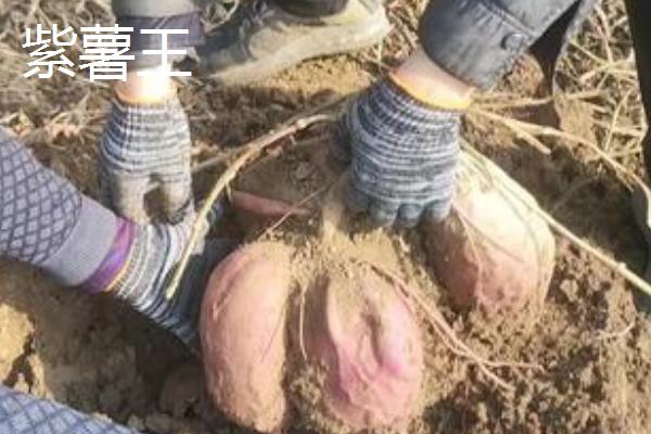 红薯的品种有哪些，常见的有济薯18号、广薯135等