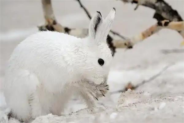 雪兔的外形特征，体长在46-65cm