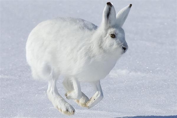 雪兔的外形特征，体长在46-65cm