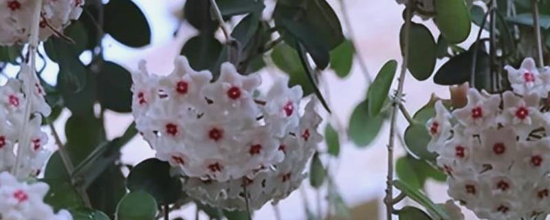 球兰有没有毒，香味浓郁但本身无毒