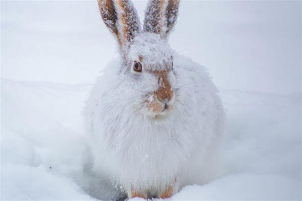 雪兔的外形特征，体长在46-65cm