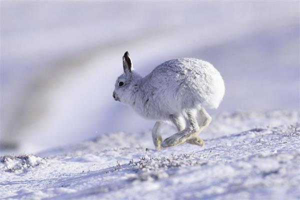雪兔的外形特征，体长在46-65cm