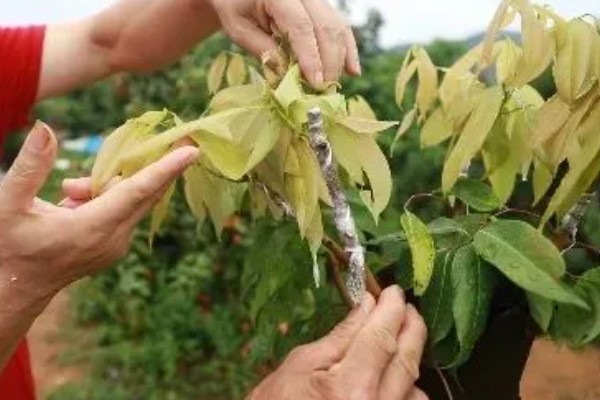 荔枝的修剪时间，在幼苗期和生长期进行