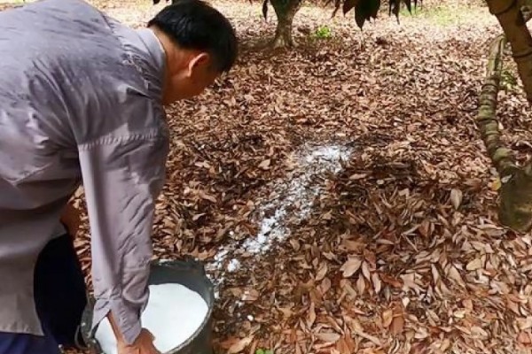 荔枝的修剪时间，在幼苗期和生长期进行