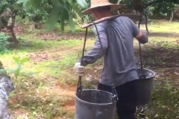 荔枝的修剪时间，在幼苗期和生长期进行