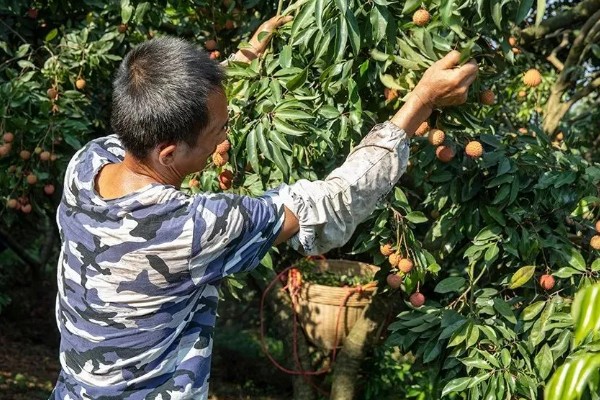 荔枝的修剪时间，在幼苗期和生长期进行