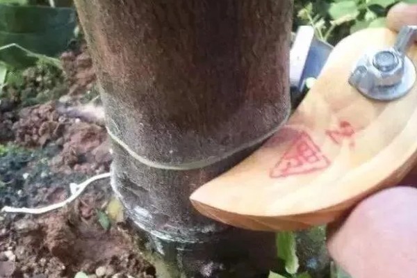 荔枝的修剪时间，在幼苗期和生长期进行