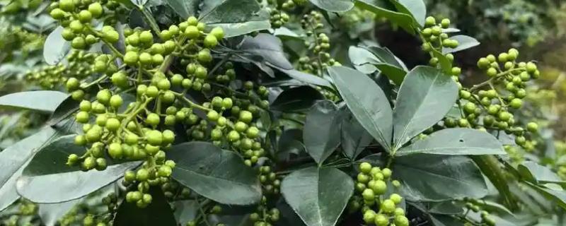 花椒的种植技术，适合在8-9月份种植