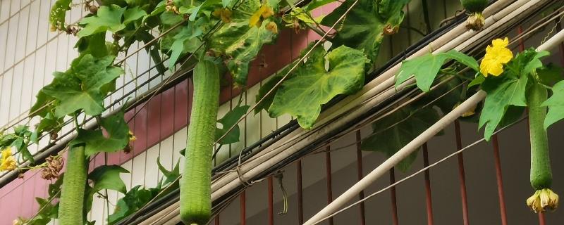 丝瓜如何种植，每穴播种3-4粒