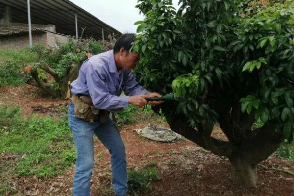 荔枝的修剪时间，在幼苗期和生长期进行