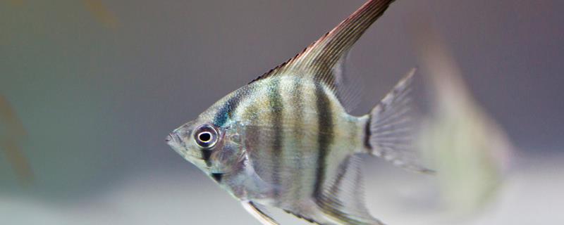 如何养燕鱼，适宜的水温为24-28℃