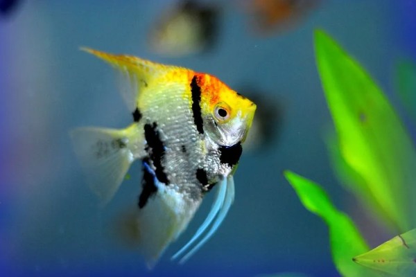 如何养燕鱼，适宜的水温为24-28℃