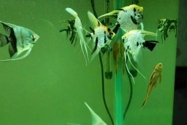 如何养燕鱼，适宜的水温为24-28℃