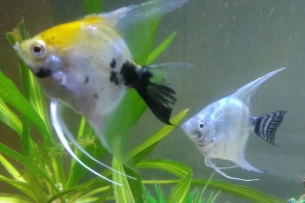 如何养燕鱼，适宜的水温为24-28℃