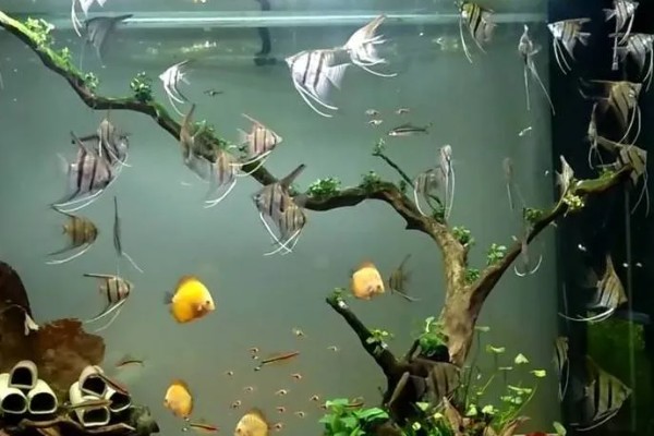 如何养燕鱼，适宜的水温为24-28℃