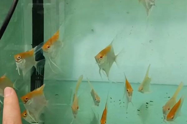 如何养燕鱼，适宜的水温为24-28℃