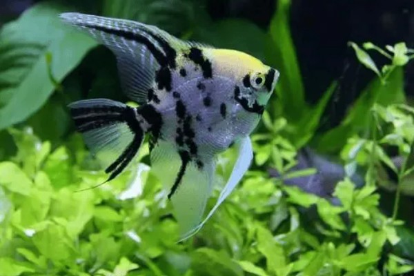 如何养燕鱼，适宜的水温为24-28℃