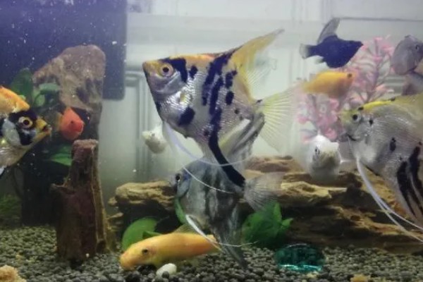 如何养燕鱼，适宜的水温为24-28℃