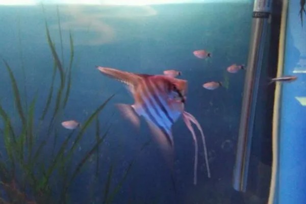 如何养燕鱼，适宜的水温为24-28℃