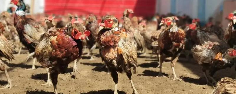 为什么野鸡养不活，因为它对生长环境的要求较高