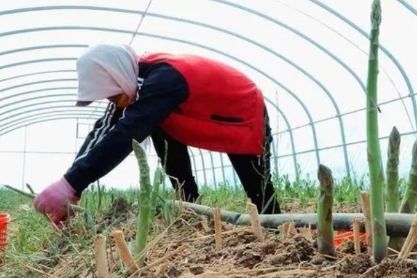 芦笋的种植方法,通常在4-5月份种植