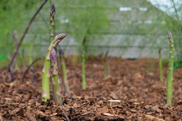 芦笋的种植方法,通常在4-5月份种植