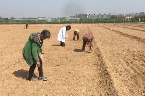 芦笋的种植方法,通常在4-5月份种植