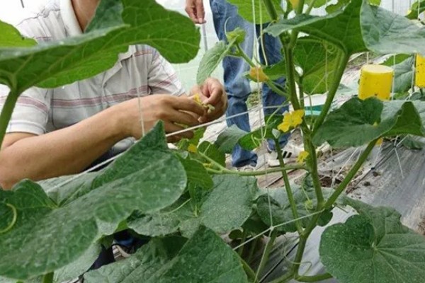 丝瓜如何种植，每穴播种3-4粒