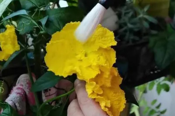 丝瓜如何种植，每穴播种3-4粒